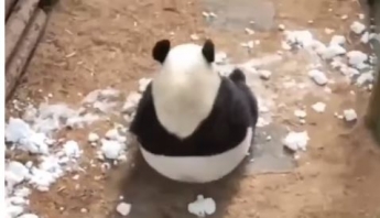 Игривая панда решила покувыркаться - видео покорило сердца многих