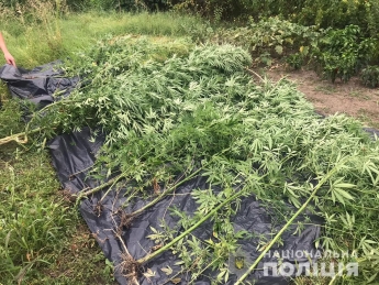 В Мелитополе полицейские "помогли" хозяину собрать урожай конопли (фото)
