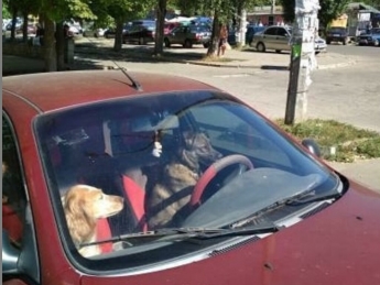 В Запорожье в автомобиле заметили собачий экипаж (фото)