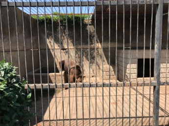 В мелитопольском зоопарке сняли забавное видео с медведицей
