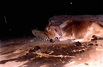Корова и леопард стали друзьями и спят рядом - история поразила всех, но есть "нюанс" (фото)