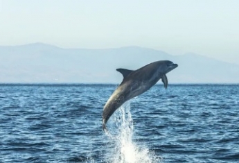 В Бердянске дельфины устроили игры с отдыхающими. Видео