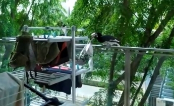 Птицу поймали на очень "пикантной" краже - это видео развеселило сеть