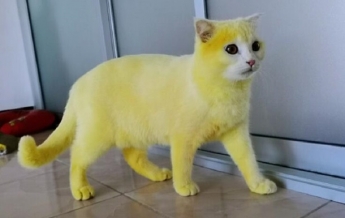 Жительница Таиланда "залечила" кошку до желтой шерсти