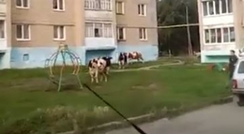 Стадо коров ворвалось в жилой двор и устроило "террор" - жителям пришлось вызывать копов (видео)