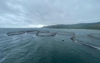 Во время шторма 50 тысяч лососей сбежали с рыбной фермы