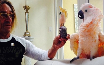 Попугай Игги Попа стал попечителем госпиталя для животных (видео)