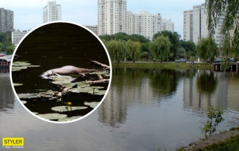 Рыба просто сварилась: в Киеве сливают горячие нечистоты в озеро (видео)