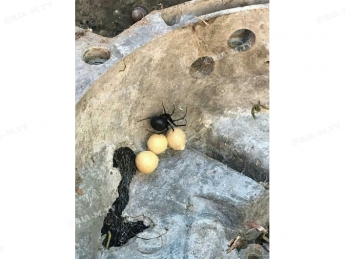 В Мелитополе каракурт свил гнездо в частном дворе (фото)