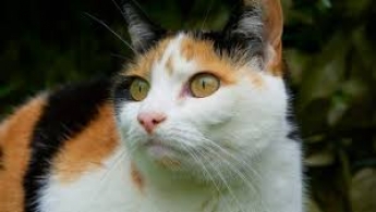 Курьезы. В Мелитополе кошка сиганула из окна для встречи с любимым (видео)
