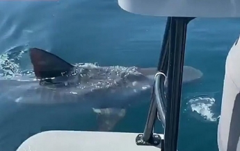 Акула-людоед вцепилась в лодку и попала на видео