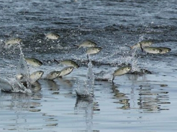 В Молочном лимане рыба выбрасывается из воды (видео)