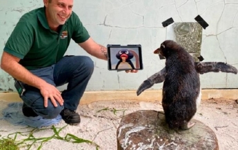 Одинокого пингвина в зоопарке развлекают мультфильмами (видео)