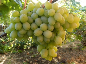В Мелитополе аграрии потеряли часть урожая винограда