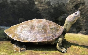 Редкие "улыбающиеся" черепахи спасены от вымирания (фото)