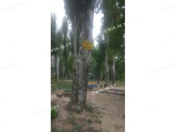 В Мелитополе к деревьям прибили гвоздями рекламу такси (фото)