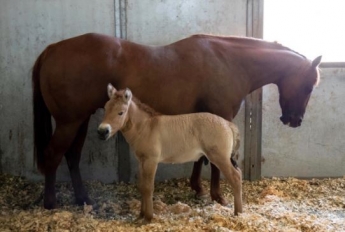 В США создали клон лошади Пржевальского, умершей более 20 лет назад (фото, видео)
