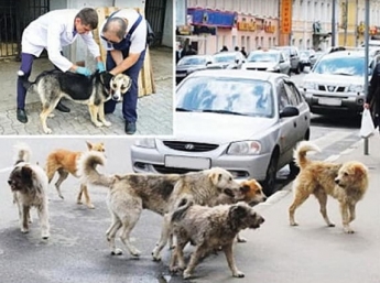 В Мелитополе собирают средства на стерилизацию бродячих собак