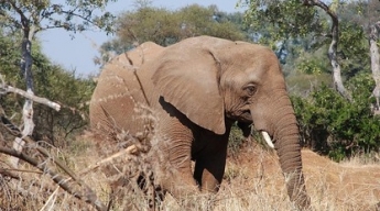 Самый одинокий слон в мире 35 лет жил в небольшом вольере - теперь у него будет новый дом и друзья