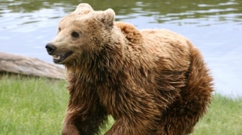 В Италии поймали самого свободолюбивого медведя Европы - за год он трижды сбегал из вольера (фото)
