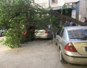 В Запорожье упавшее дерево разбило два автомобиля (фото)