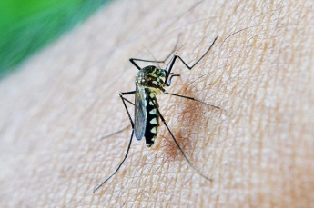 Ученые выяснили причину повышения агрессивности комаров