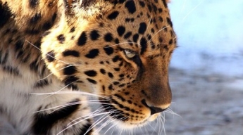 Леопард забрел в ресторан роскошного отеля в Южной Африке - первыми угрозу почуяли мартышки (видео)