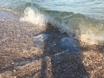 Кирилловка показала, как море может быть манящим и отвратительным одновременно (видео)