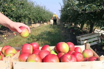 Сбор урожая в Мелитополе: сколько можно заработать на яблоках, грушах и зелени