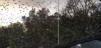 На Красноярск обрушились полчища насекомых (Видео)