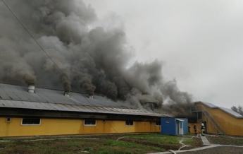 Пожар на прикарпатской ферме уничтожил 2,6 тыс свиней