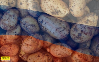 В Украине могут запретить российскую картошку: в чем причина