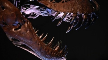 На аукцион выставили крупнейший скелет тираннозавра - он бродил по Земле 67 млн лет назад