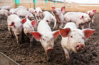 Свиньи по соседству - в Мелитополе устроили ферму прямо посреди жилых домов (видео)