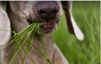 Ученые узнали, зачем собаки едят траву