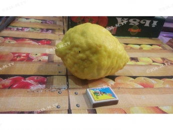 Под Мелитополем созрели гигантские лимоны (фото)