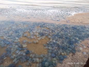 В Кирилловке медузы сбиваются в огромные "стаи" (фото, видео)