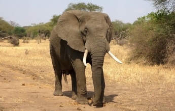 Названа причина массовой гибели слонов в Ботсване