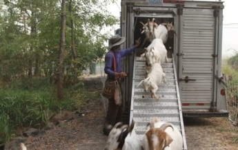 Спасать жителей штата Орегон от пожаров будут козы