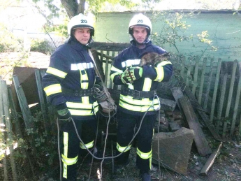 В Ореховском районе спасатели достали котенка, упавшего в  колодец