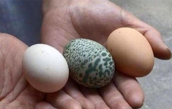 В Китае курица снесла зеленое яйцо с узором (видео)