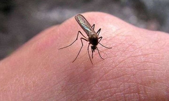 Курьез: жители Запорожья собирают деньги на лечение комара (ФОТО