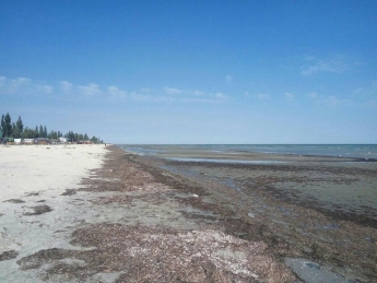 Экологическая катастрофа не за горами: на побережье Азовского моря горы медуз и водорослей (фото)