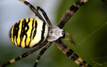 В Ужгороде ребенка укусил редкий ядовитый паук: прятался в малине