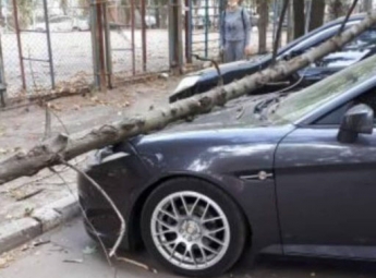 Из-за сильного ветра в Запорожье деревья падают на автомобили (фото)