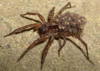 В Запорожье на вокзале людей напугала огромная самка паука с потомством (фото)
