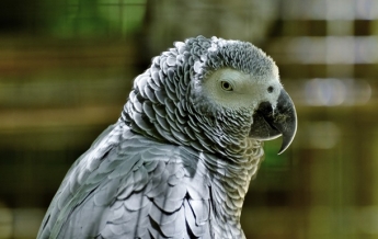 В Британии попугаев изолировали из-за сквернословия