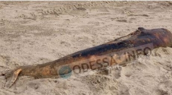 Под Одессой на берег выбросило загадочное существо: соцсети теряются в догадках, фото