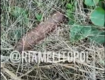 В Мелитополе неизвестный выбросил в кусты минометную мину (видео)