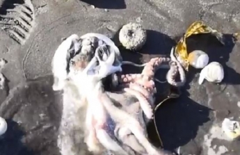 На Камчатке из-за разлива нефти погибли животные (видео)